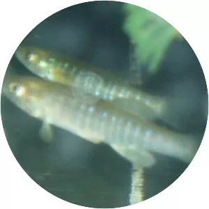 Banded killifish