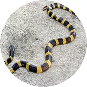 Banded krait