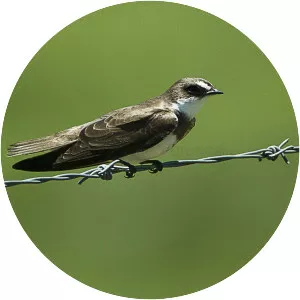 Banded martin