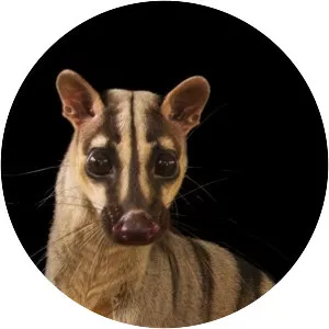 Banded palm civet