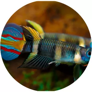 Banded panchax