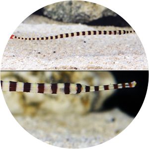 Banded pipefish - Fish