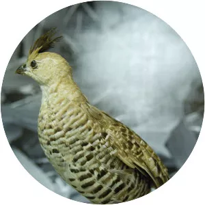 Banded quail