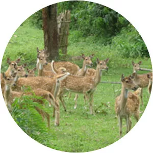 Bandipur - 