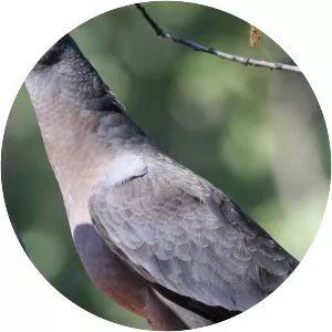 Bandtailed pigeon