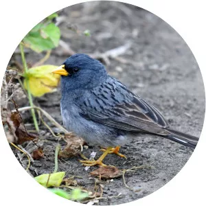 Band-tailed seedeater - Bird