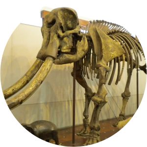 Bandung Geological Museum