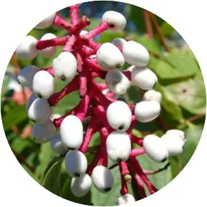 Baneberries - Plants