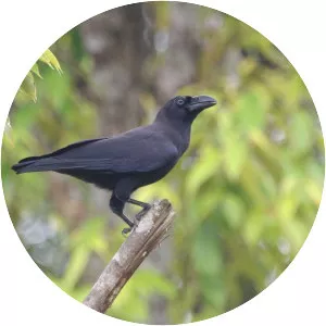 Banggai crow - Bird