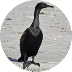 Bank cormorant