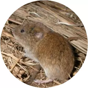 Bank vole
