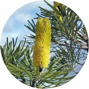 Banksia attenuata