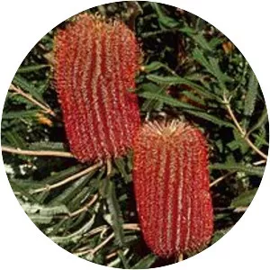 Banksia brownii