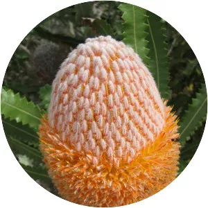 Banksia burdettii