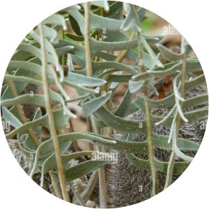 Banksia chamaephyton - 