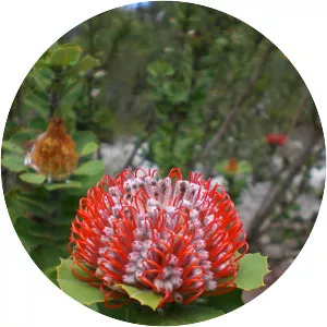 Banksia coccinea