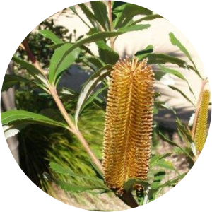 Banksia conferta