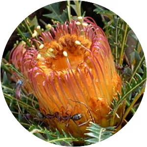 Banksia dallanneyi - 
