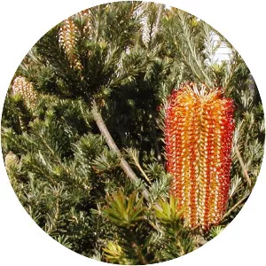 Banksia ericifolia