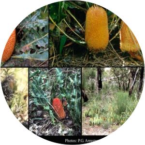 Banksia goodii - 