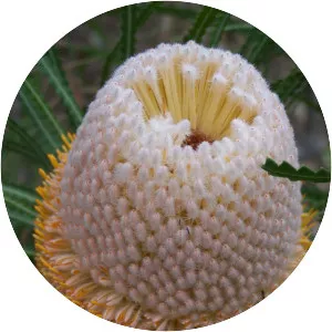 Banksia hookeriana
