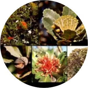 Banksia ilicifolia