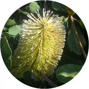 Banksia integrifolia - Plants