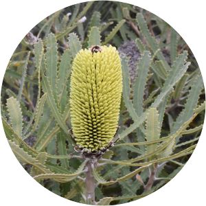 Banksia lindleyana