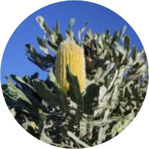 Banksia menziesii