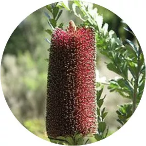 Banksia praemorsa