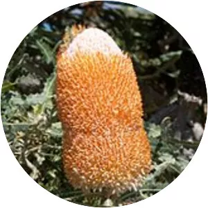 Banksia prionotes - Plants