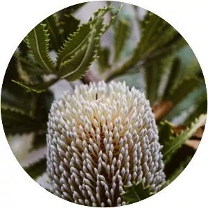 Banksia