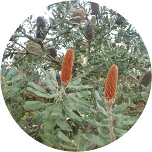 Banksia sceptrum