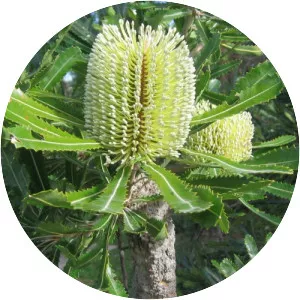 Banksia serrata - Plants
