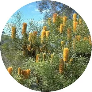 Banksia spinulosa