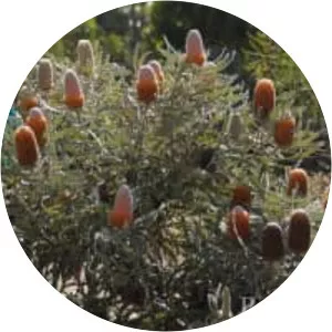 Banksia victoriae