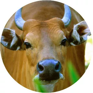 Banteng - Animal