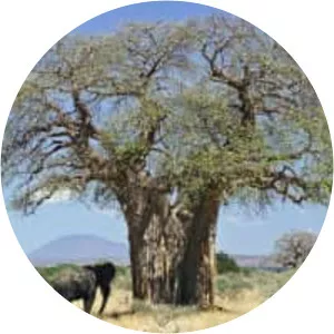 Baobab
