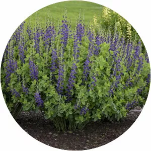 Baptisia