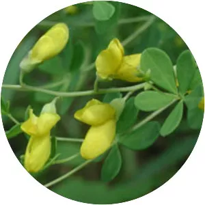 Baptisia tinctoria
