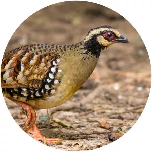 Bar-backed partridge
