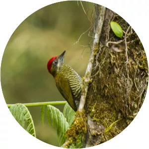 Bar-bellied woodpecker