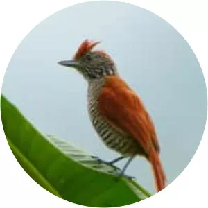 Bar-crested antshrike - Bird
