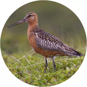 Bar-tailed godwit
