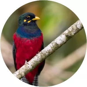Bar-tailed trogon - Bird