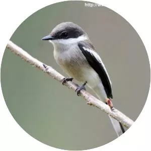 Bar-winged flycatcher-shrike
