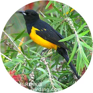 Bar-winged oriole - Bird