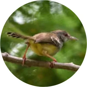 Bar-winged prinia
