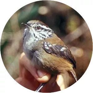 Bar-winged wood wren - Bird