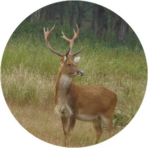 Barasingha